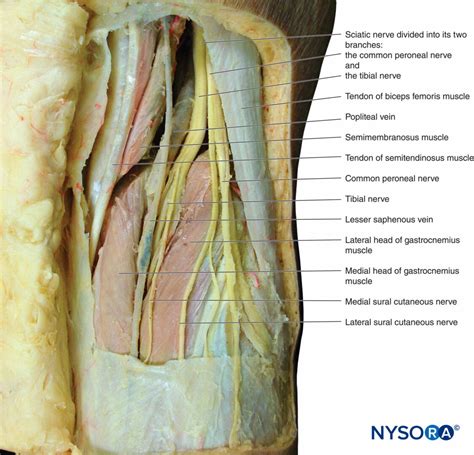 Sciatic Nerve Branches Anatomy