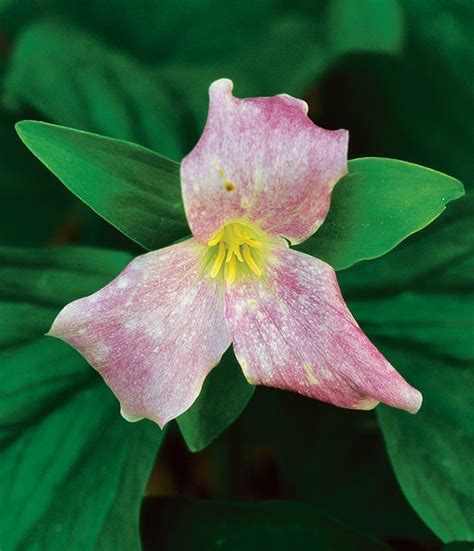 Trillium Flowers Growing Caring For Trilliums Garden Design