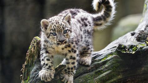 White Snow Leopard Animals Kitten Paws Tree Trunk Blur Background