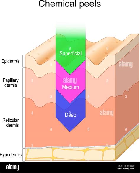 Papillary Layer Of The Dermis Hi Res Stock Photography And Images Alamy
