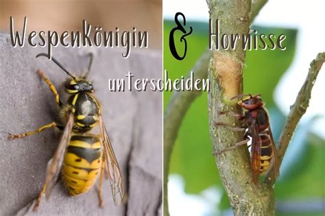 Vespa ou vespa rainha: identifique a diferença | Animais no jardim 2025