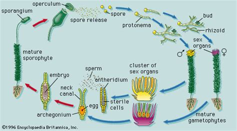 Bryophytes