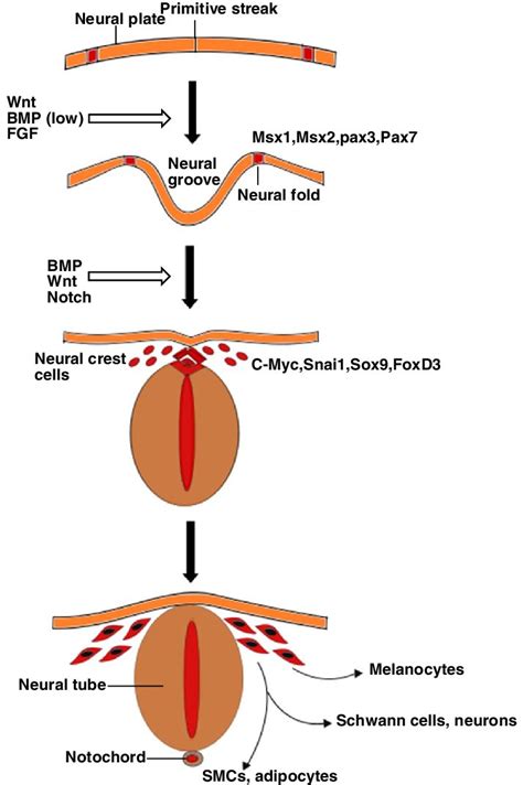 Neural Crest Development Neural Crest Forms At The Junction Between Download Scientific