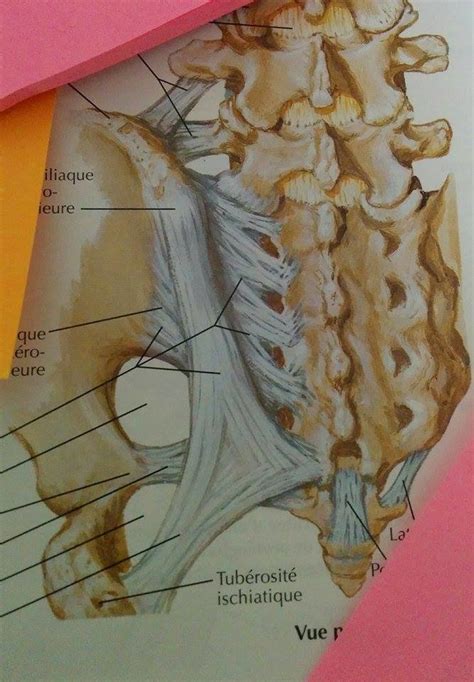 Ligaments Du Bassin Diagram Quizlet