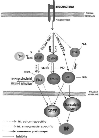 Diagram Of The Signaling Pathways That Lead To Creb Activation And Tnf Download Scientific