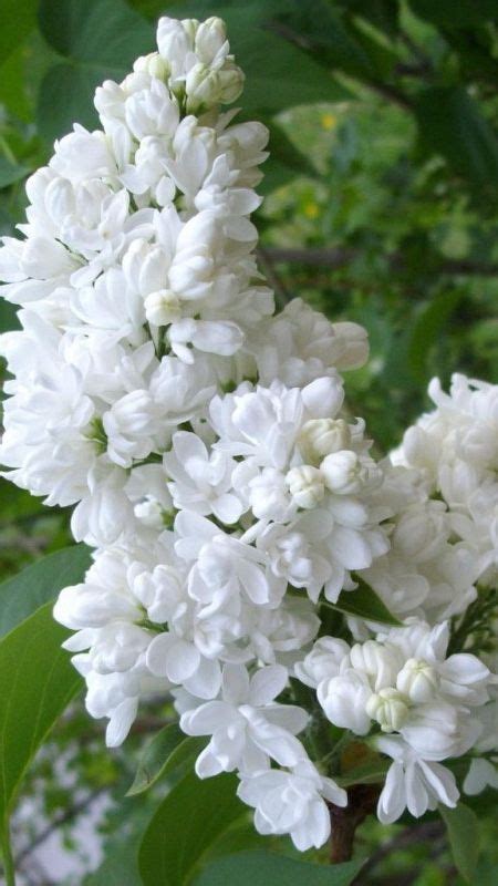 Stunning White Flowers Blooming On The Tree