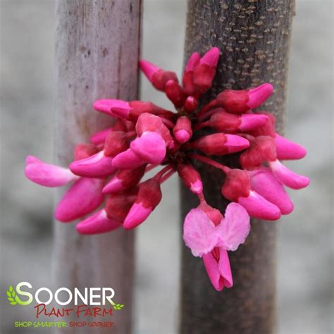 Tennessee Pink Redbud Sooner Plant Farm