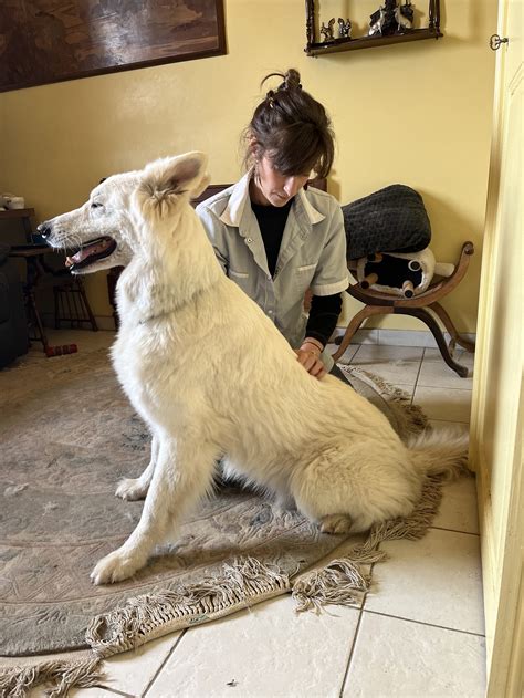 Consultation en ostéopathie et acupuncture animale : Dr Camille
