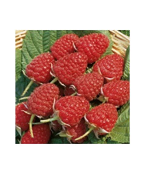 glen ample stadaudzetava liepas