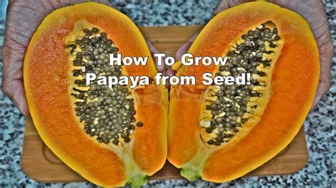 How To Grow Papaya From Seed YouTube