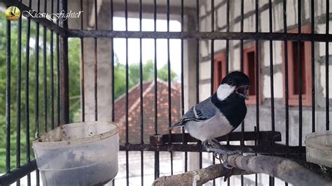 Pancingan Super Jernih Dan Keras Ini Bakalan Bikin Glatik Batu Anda