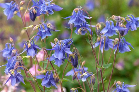 When To Plant Columbine Seeds Chicago Land Gardening