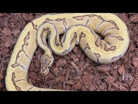 Ball Python Sex Pairing YouTube