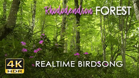 4K HDR Rhododendron Forest REALTIME Birdsong 8 Hours NO LOOP Bird