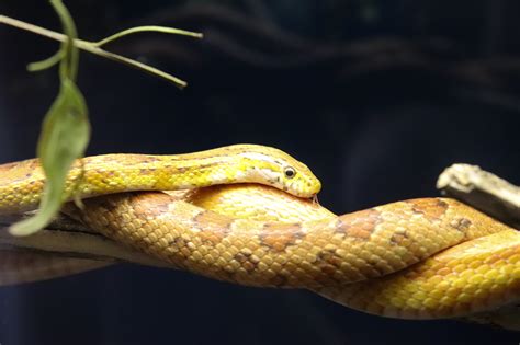 Corn Snake Pantherophis Guttatus Zoochat