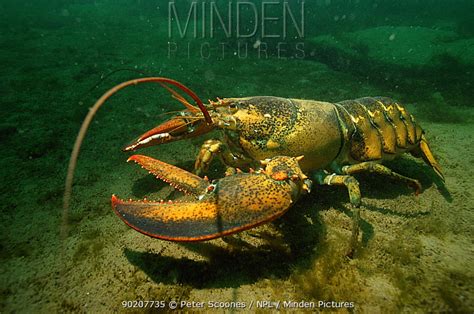 American Lobster Stock Photo Minden Pictures