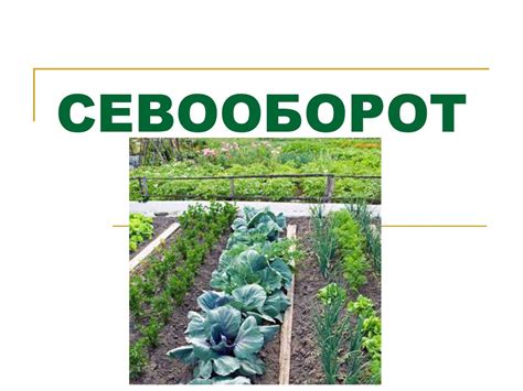 Севооборот. Доступная среда образовательной организации - презентация ...