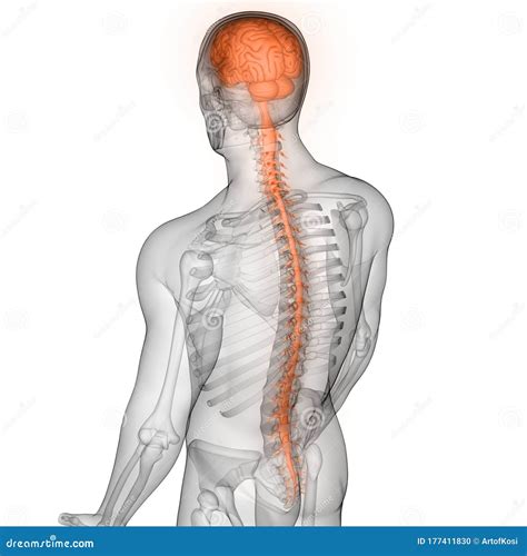 Brain A Part Of Human Central Nervous System Anatomy D Rendering Stock