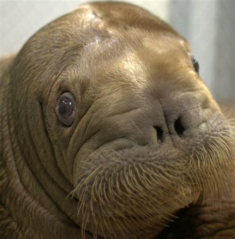 17 Heartwarming Pictures Of Mitik The Orphaned Baby Walrus