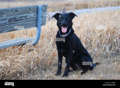 black lab/german shepherd mix Stock Photo - Alamy