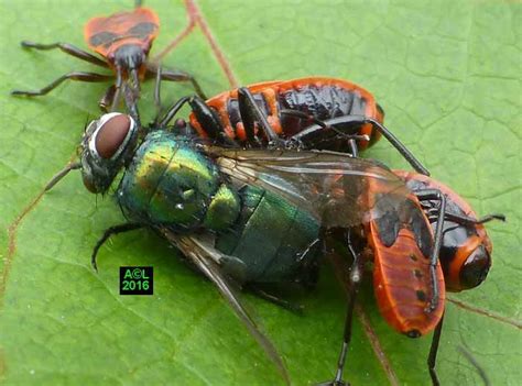 Le Gendarme Ou Suisse Pyrrhocoris Apterus Biologie Morphologie Et