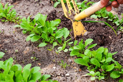 Doit on éliminer toutes les mauvaises herbes dans le potager sans