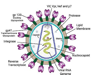 HIV Structure - Medical Science Optional Notes for UPSC PDF Download