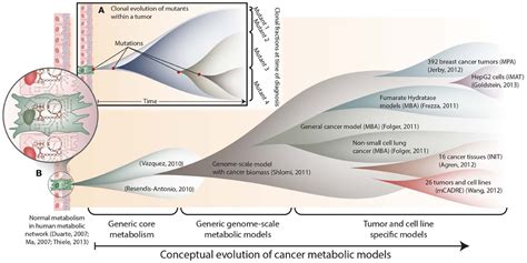 Frontiers The Evolution Of Genome Scale Models Of Cancer Metabolism