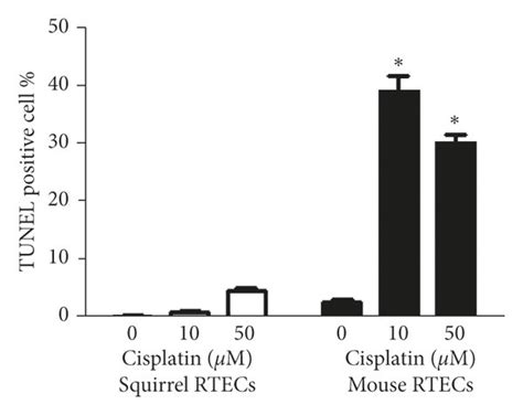 A Representative Blot Shows Cleaved Caspase Protein Expression Is