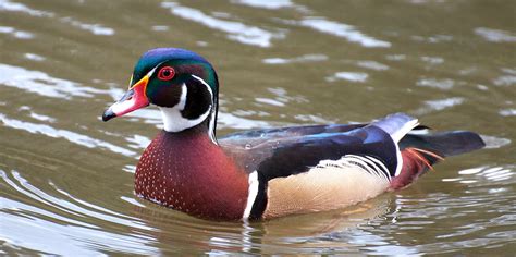 NW Bird Blog: Wood Duck