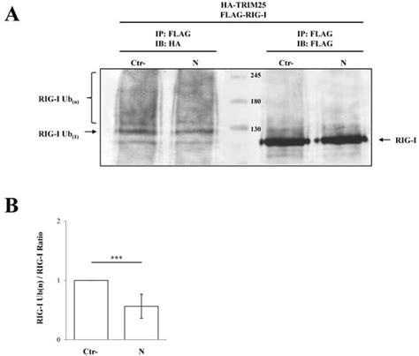 Viruses Free Full Text Sars Cov 2 N Protein Targets Trim25 Mediated