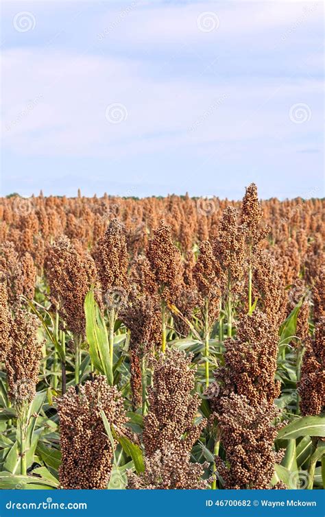 Farm Field Of Milo Sorghum Fall Harvest Stock Photo Image Of Greenery