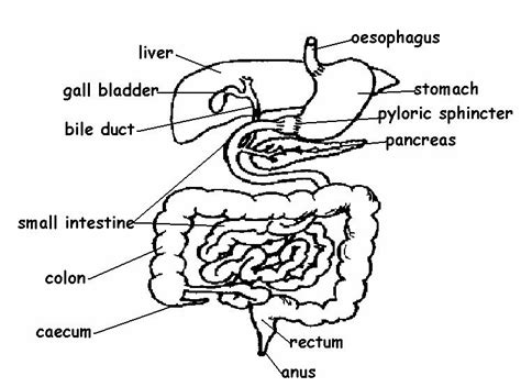 Digestive System Diagram Worksheet