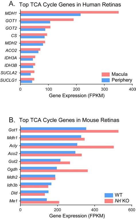 Figure S11 The Expression Of Tca Cycle Genes In Mouse And Human