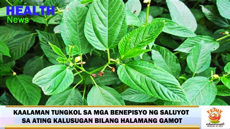 Kaalaman Tungkol Sa Mga Benepisyo Ng Saluyot Sa Ating Kalusugan Bilang