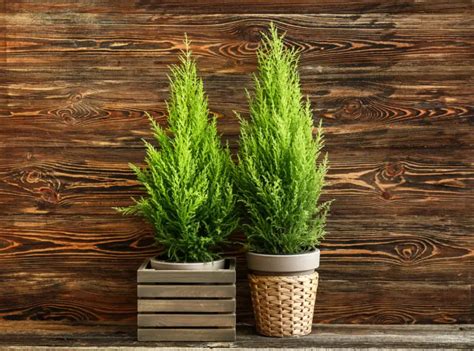 How To Grow And Care For Lemon Cypress Trees