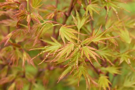 Acer Palmatum Crippsii Japanese Maple