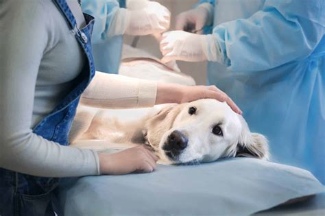 What Are The Common Pet Surgeries Sydney Nsw Vetmed