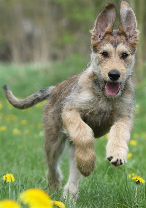 Berger Picard Picardy Shepherd Dog Breed Info Images Videos Faqs