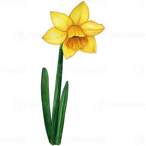 Watercolor Hand Drawn Yellow Daffodil Flower 21386911 PNG