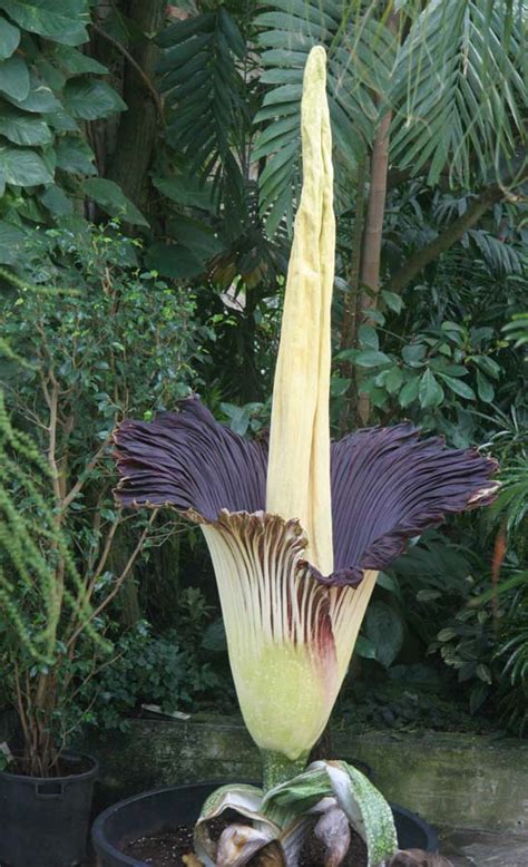 Amorphophallus Titanum Gardensonline