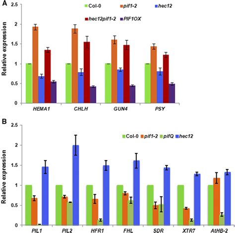 Hec Proteins Regulate The Direct And Indirect Target Genes Of Pifs A