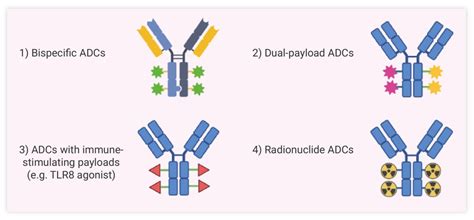 抗体偶联药物 Adc 的结构特性和作用机制及其应用方向生物器材网