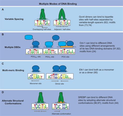 Multiple Modes Of Dna Binding Schematized Are Examples Illustrating