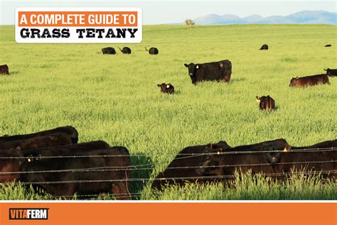 A Complete Guide To Grass Tetany Vitaferm