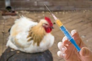 Common Chicken Diseases and How to Treat Them - Rural Living Today