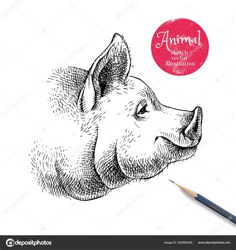 Hand Drawn Sketch Pig Head Illustration Isolated Profile Portrait White