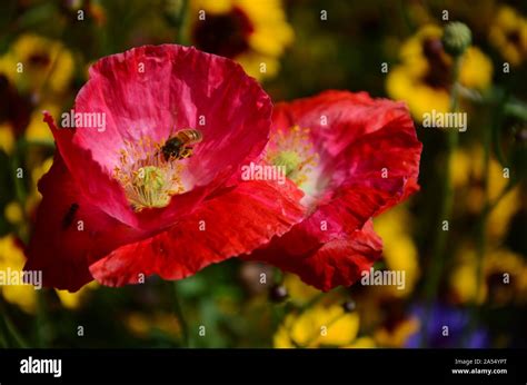 Honey Bee Feeding On Red Field Poppies Papaver Rhoeas And Coreopsis