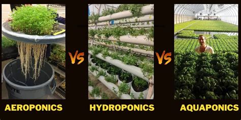 Aeroponics Vs Hydroponics Vs Aquaponics (The Best Comparison Guide)