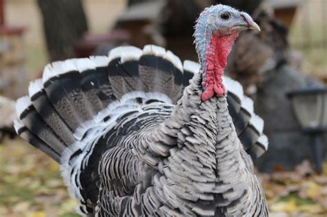 Heritage Hybrid Turkeys